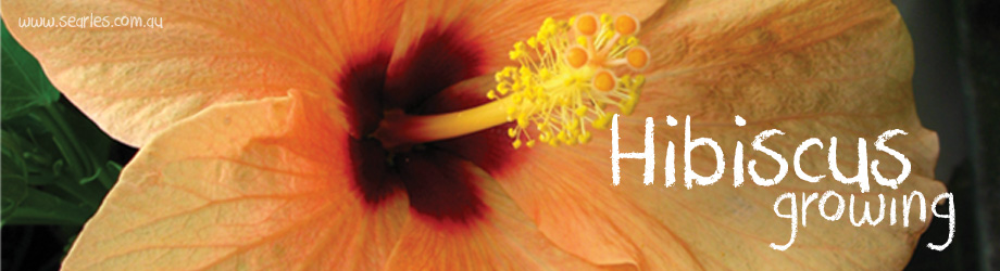 How To Grow Hibiscus | Searles Gardening